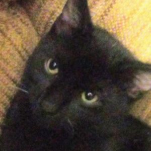 Meet your Posher, Robin